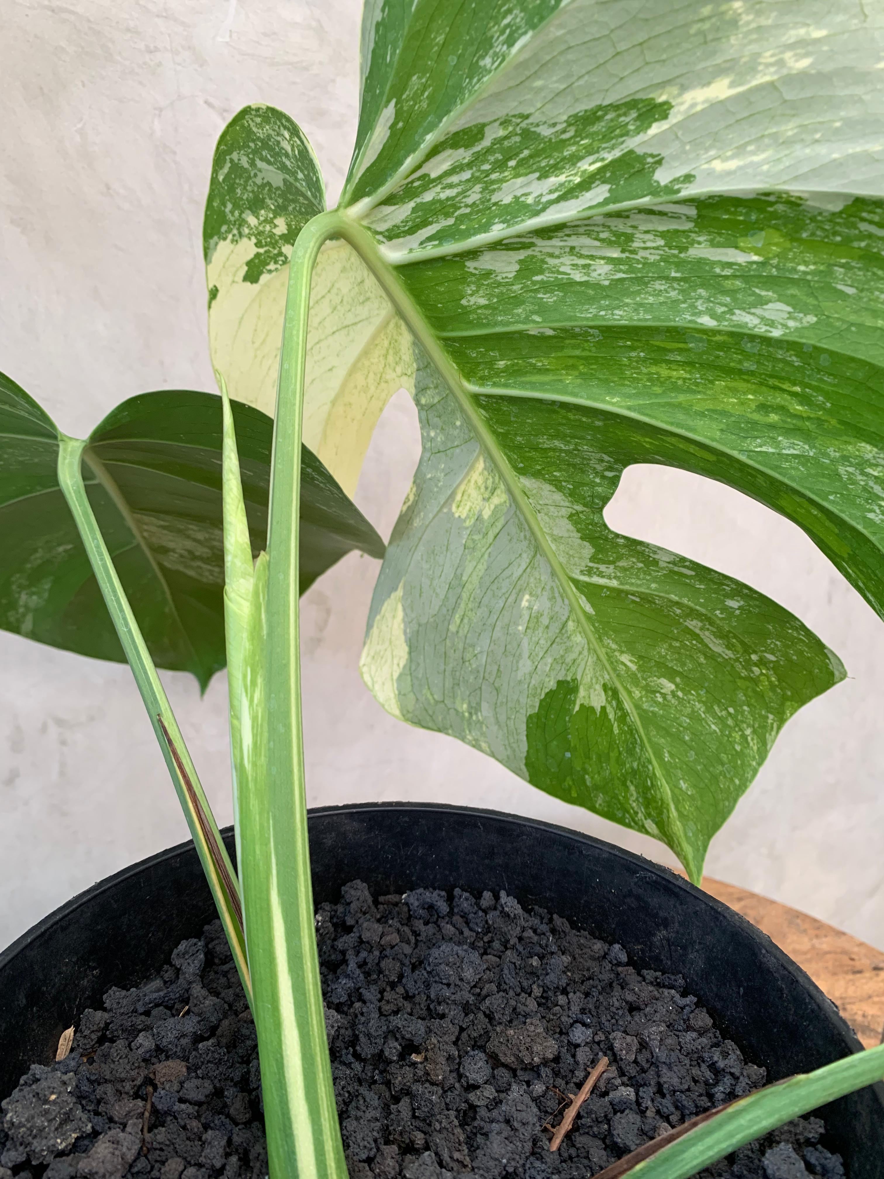 Monstera Mint Variegated