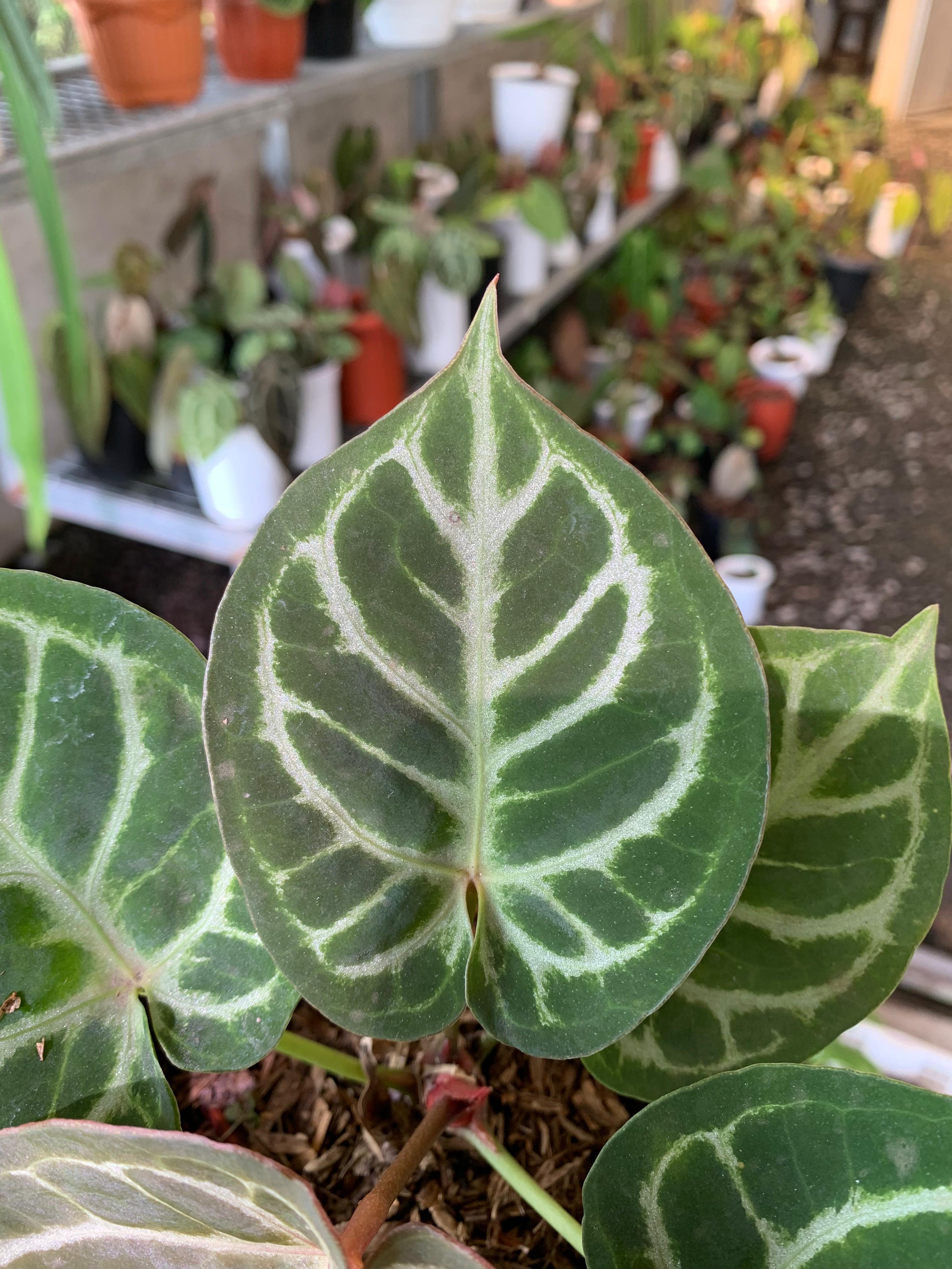 Anthurium King of Spades x Silver Blush