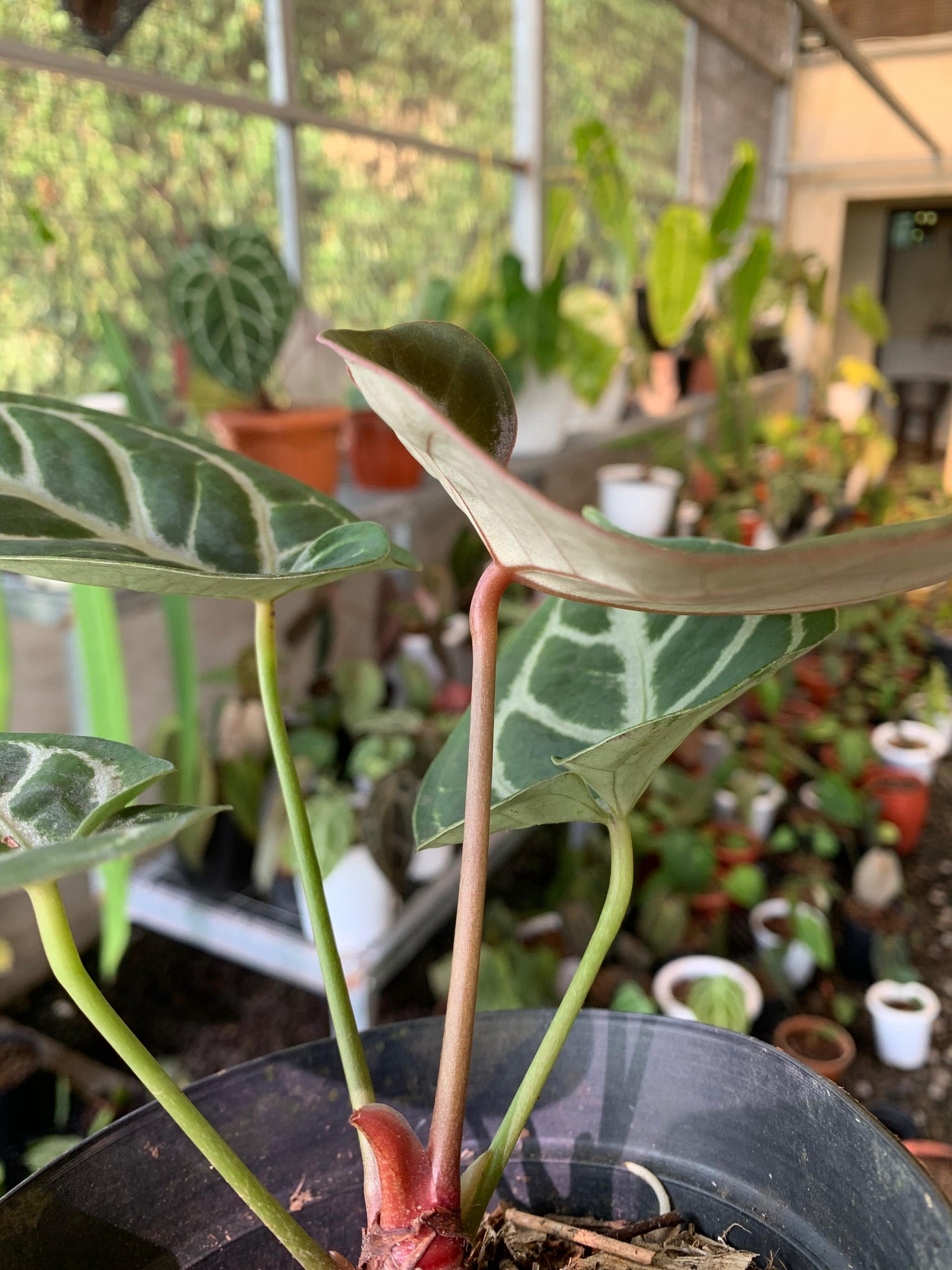 Anthurium King of Spades x Silver Blush