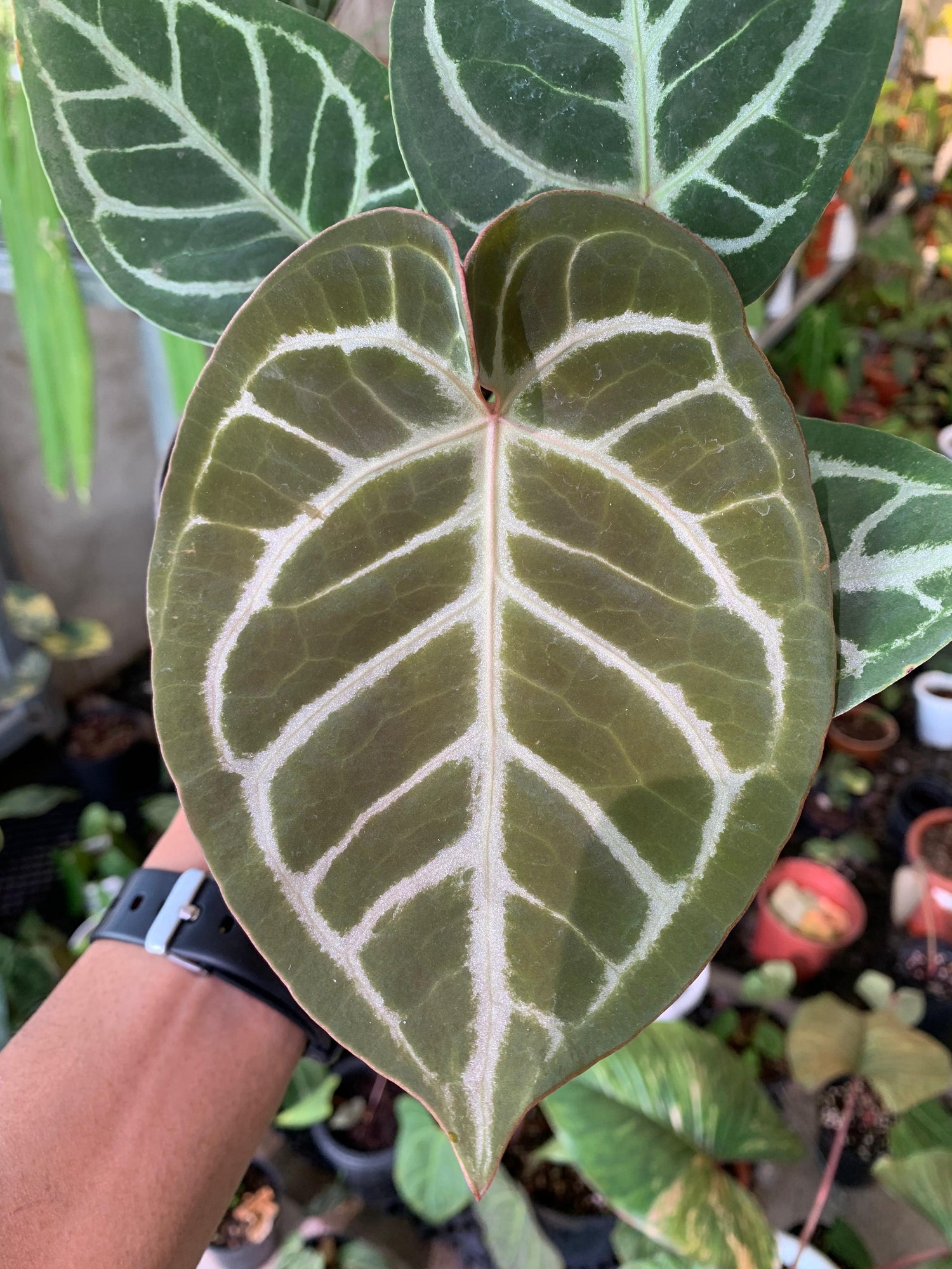 Anthurium King of Spades x Silver Blush