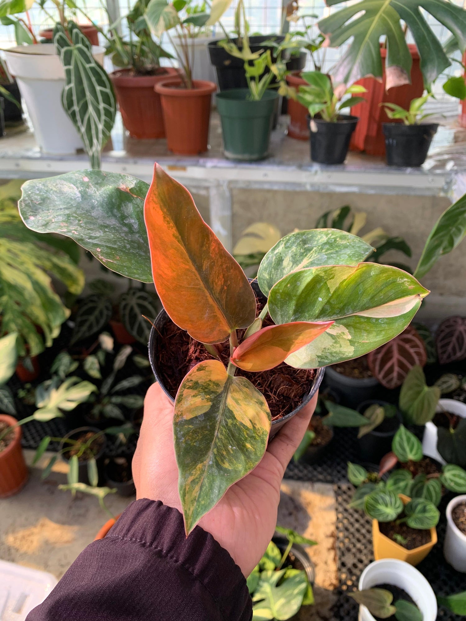 Philodendron Red Congo Variegated