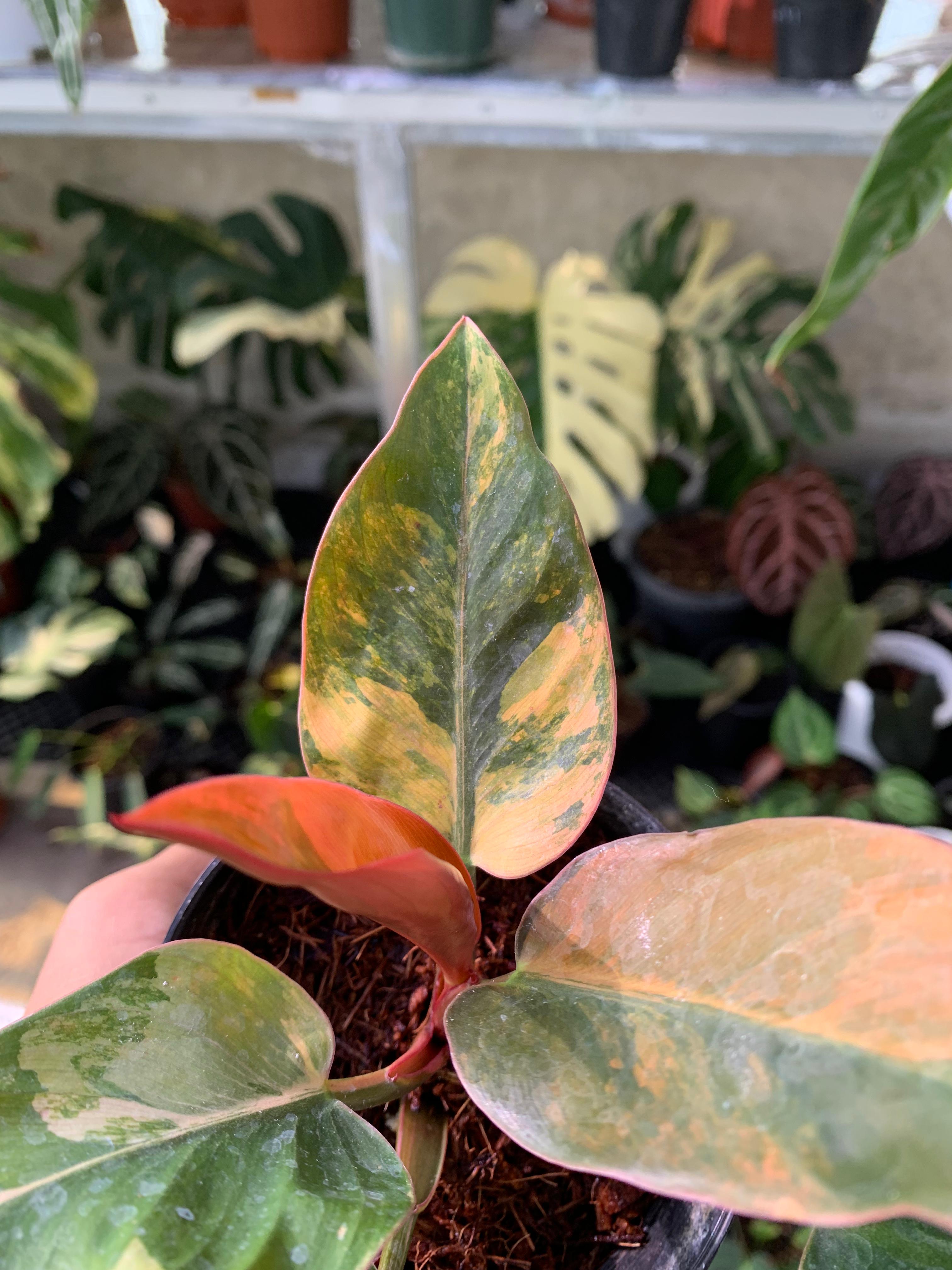 Philodendron Red Congo Variegated