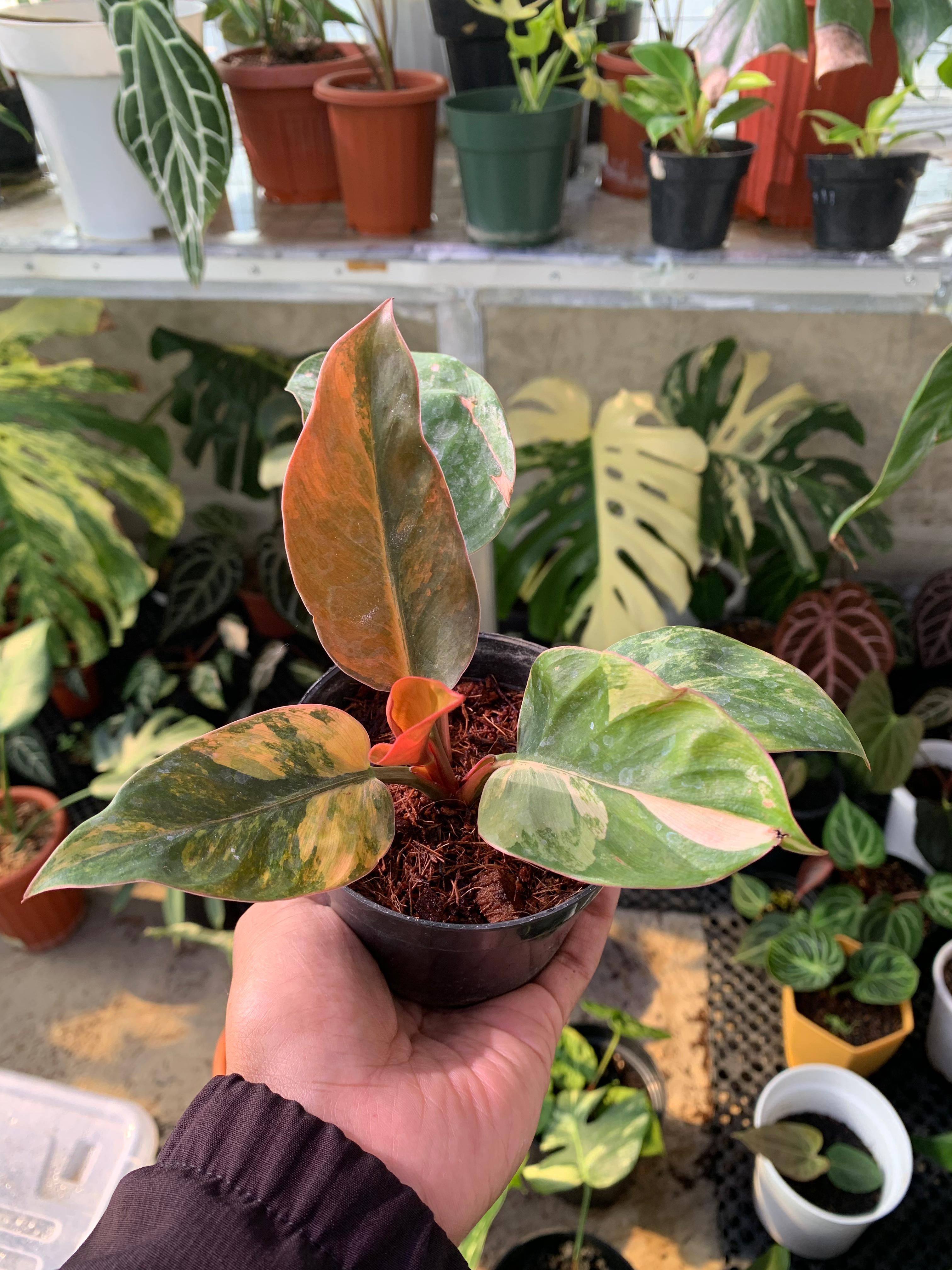 Philodendron Red Congo Variegated