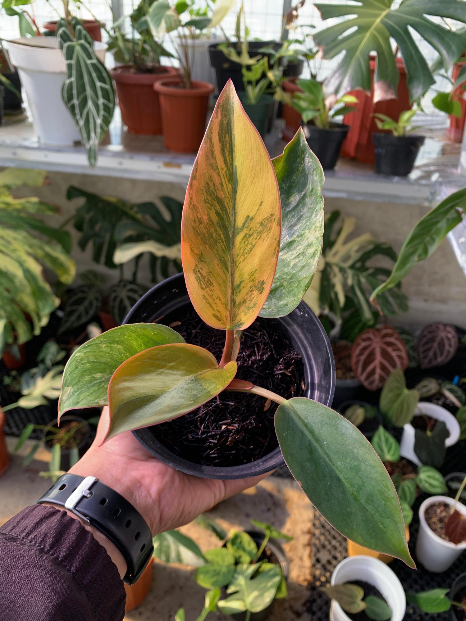 Philodendron Red Congo Variegated