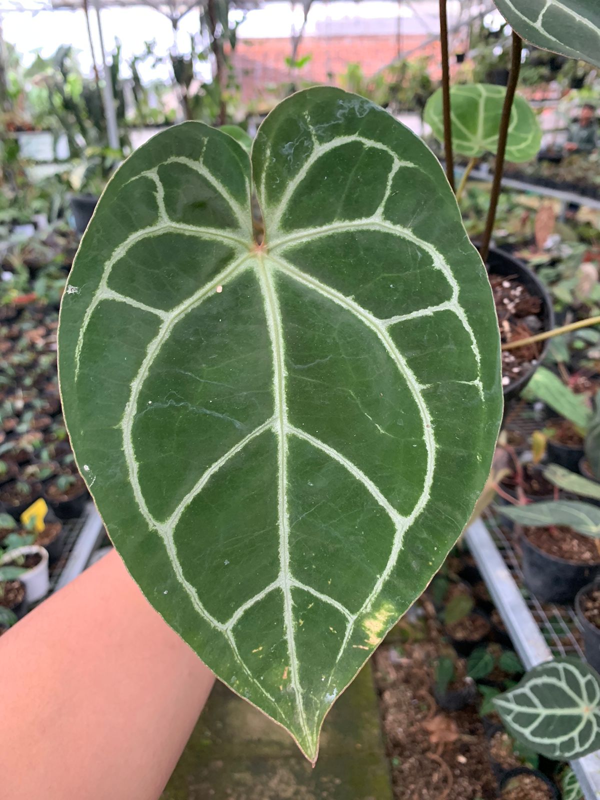 Anthurium Crystallinum x Clarinervium