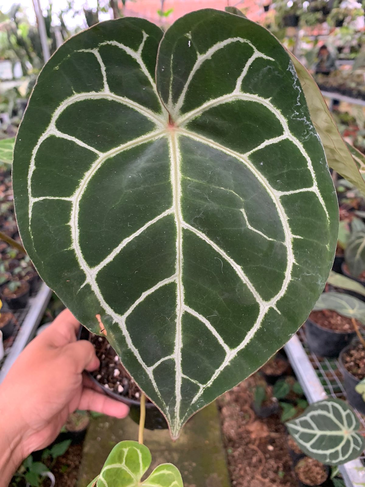 anthurium clarinervium vs anthurium crystallinum Anthurium Crystallinum x Clarinervium