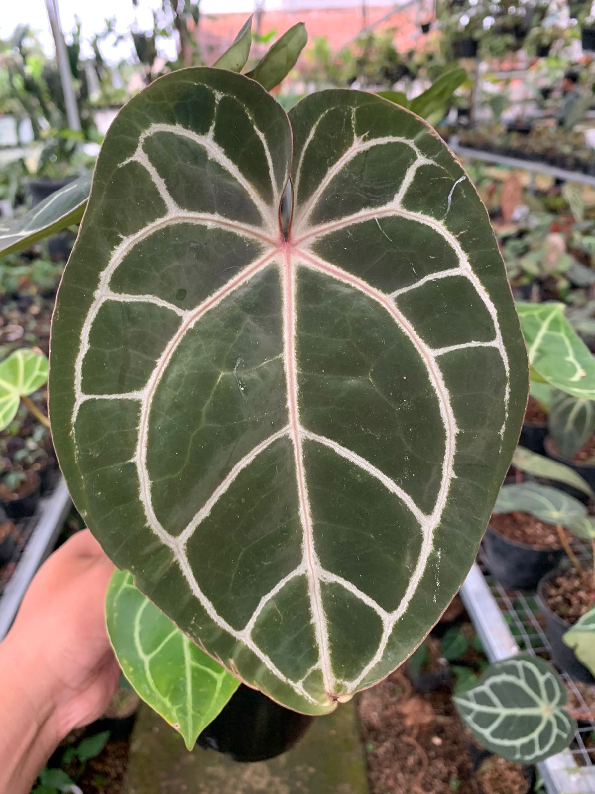 difference between anthurium crystallinum and clarinervium Anthurium Crystallinum x Clarinervium