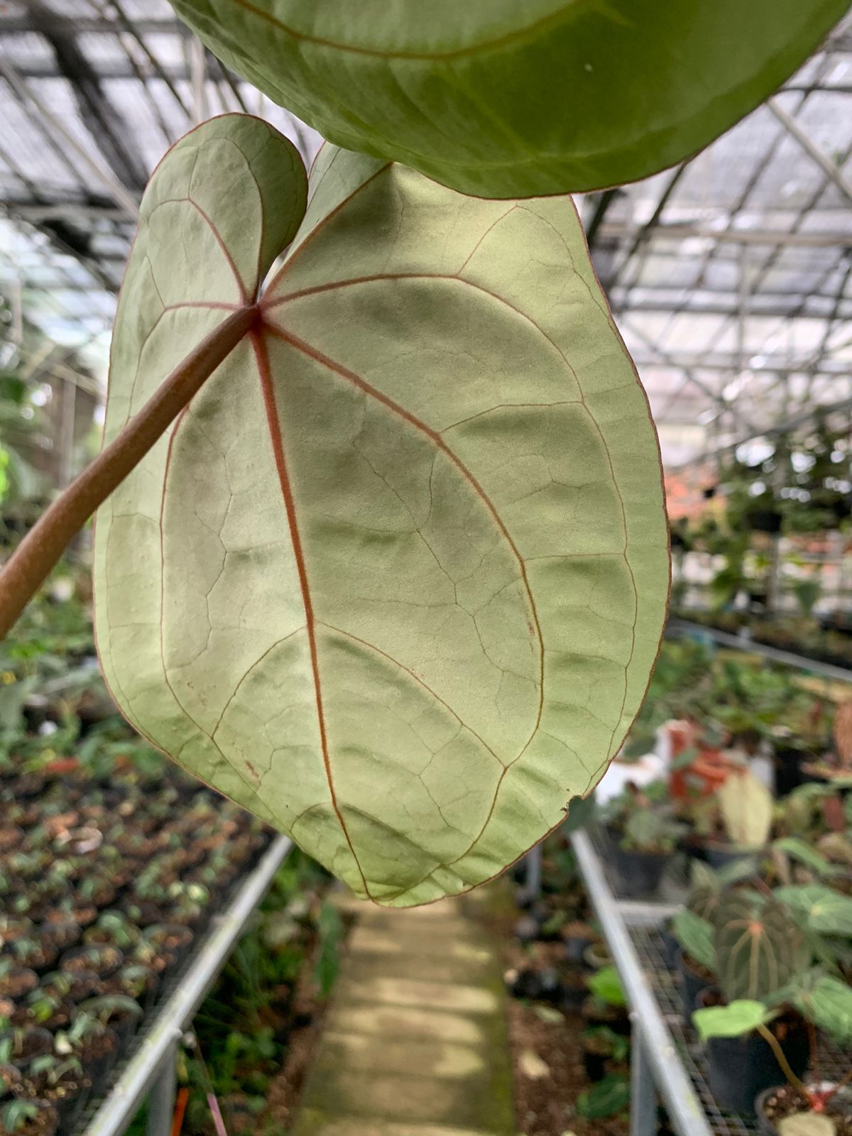 Anthurium Crystallinum x Clarinervium