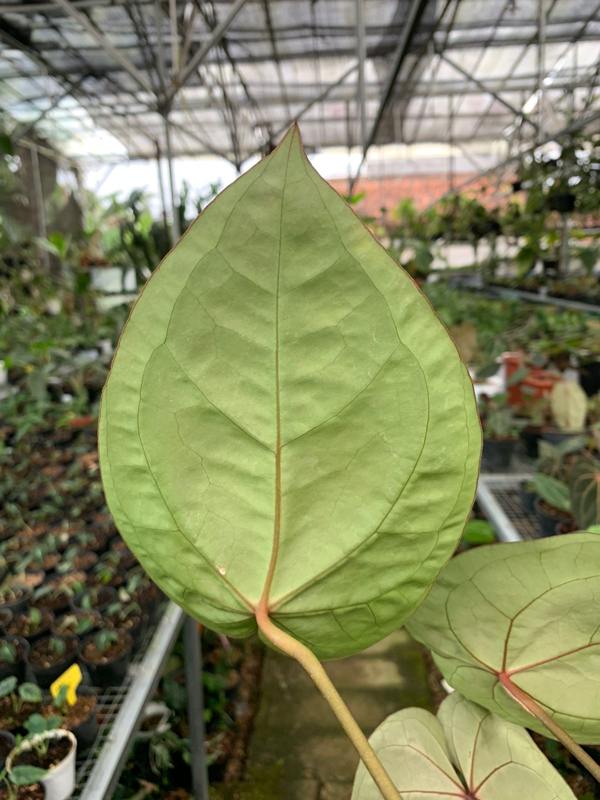 Anthurium Crystallinum x Clarinervium