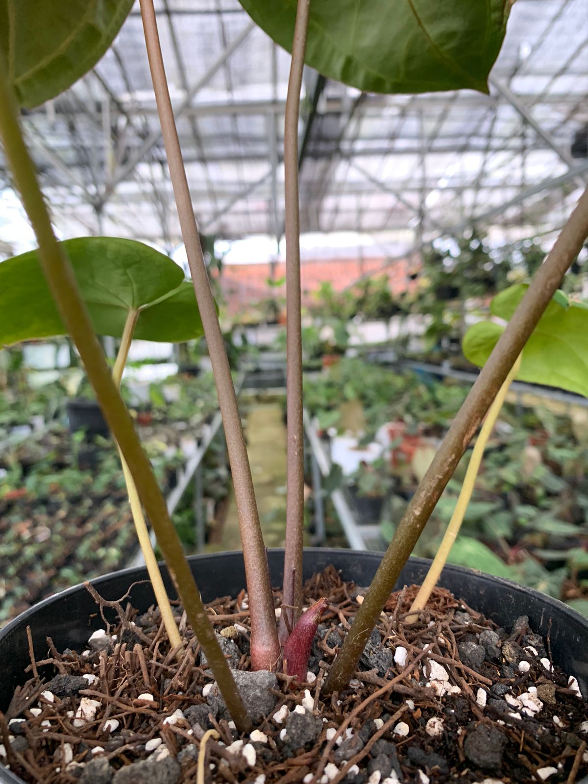 anthurium clarinervium x crystallinum Anthurium Crystallinum x Clarinervium