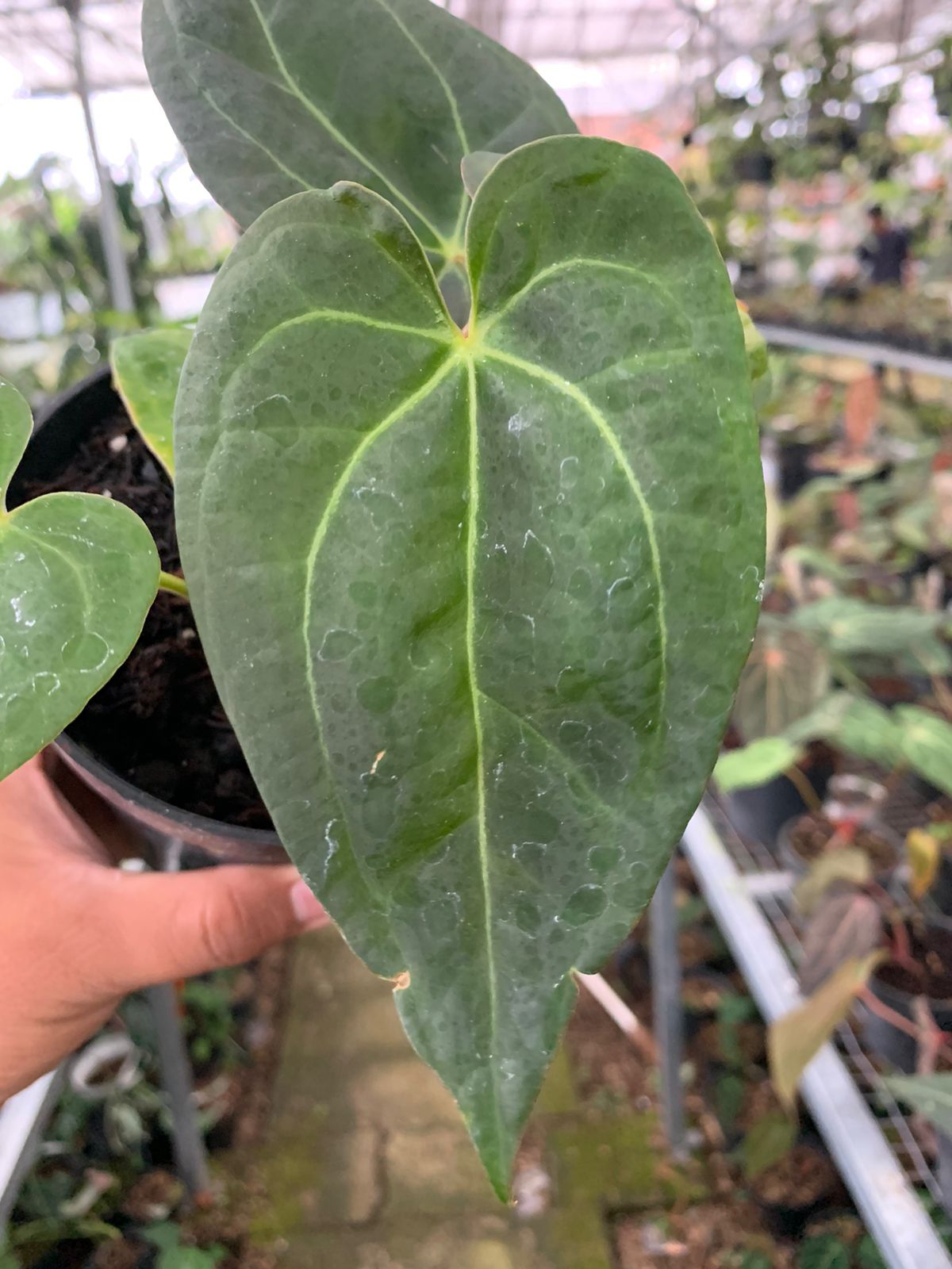 anthurium crystallinum hybrid Anthurium Crystallinum Papillilaminum x Dark Phoenix – Greenspaces.id