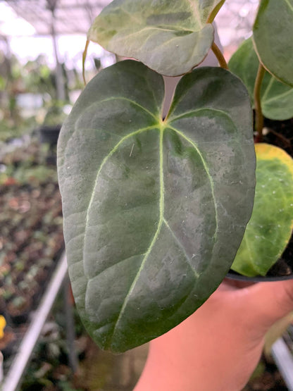 Anthurium Crystallinum Papillilaminum x Dark Phoenix