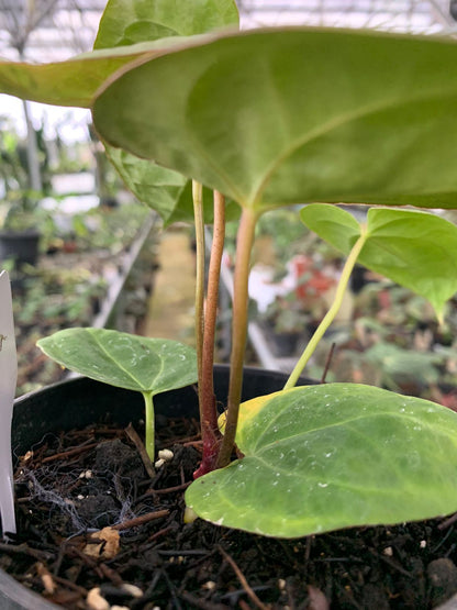 Anthurium Crystallinum Papillilaminum x Dark Phoenix