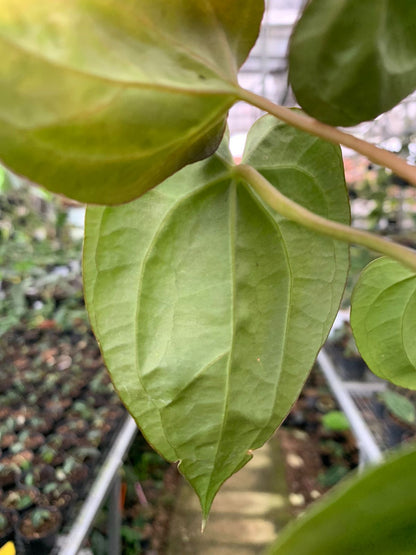 Anthurium Crystallinum Papillilaminum x Dark Phoenix