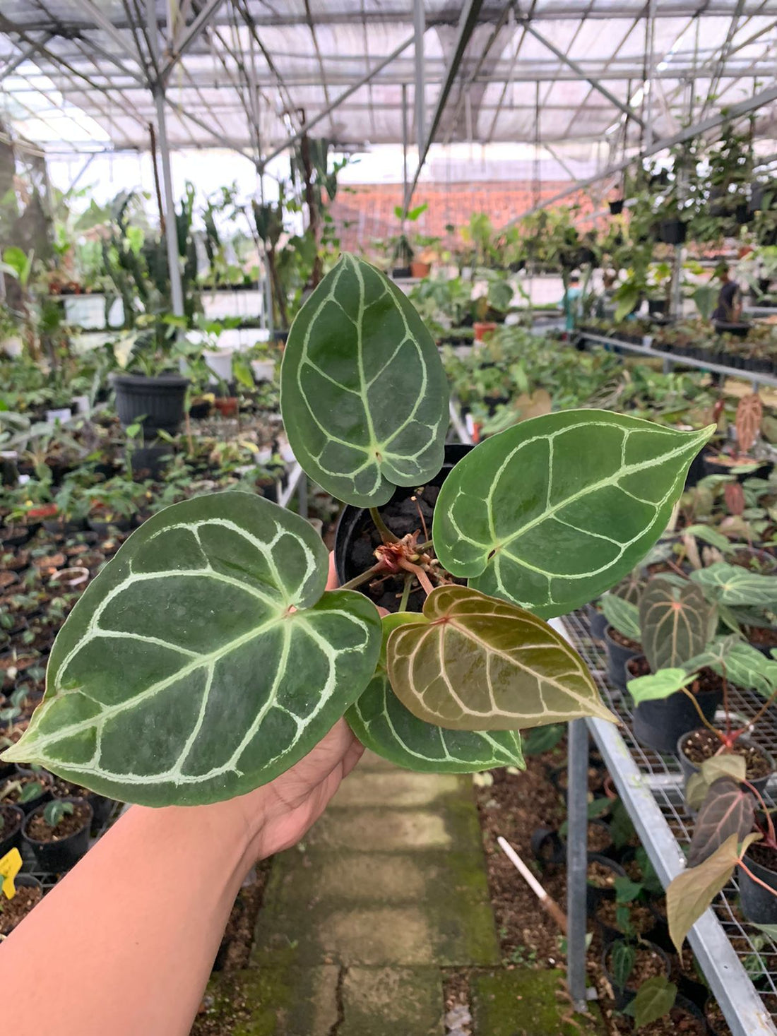 Anthurium Magnificum x Crysatallinum