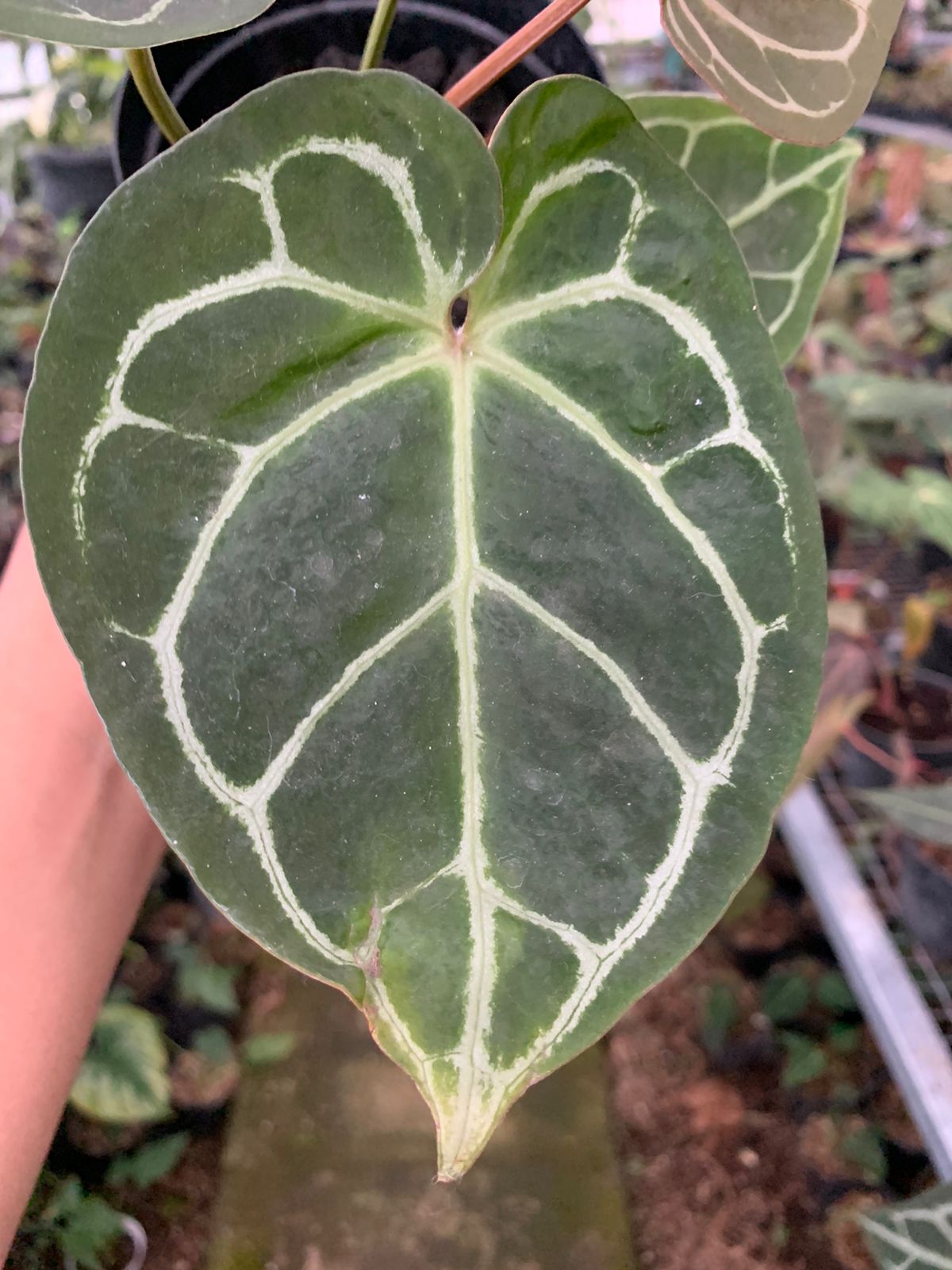 anthurium magnificum x crystallinum for sale Anthurium Magnificum x Crysatallinum – Greenspaces.id