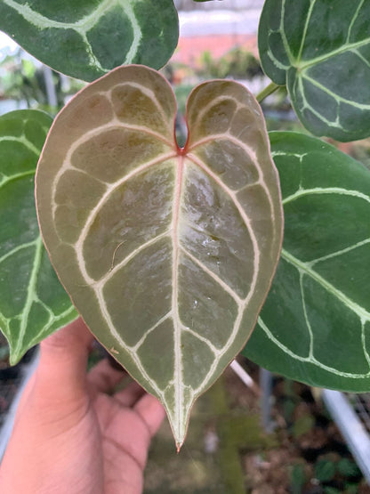 Anthurium Magnificum x Crysatallinum