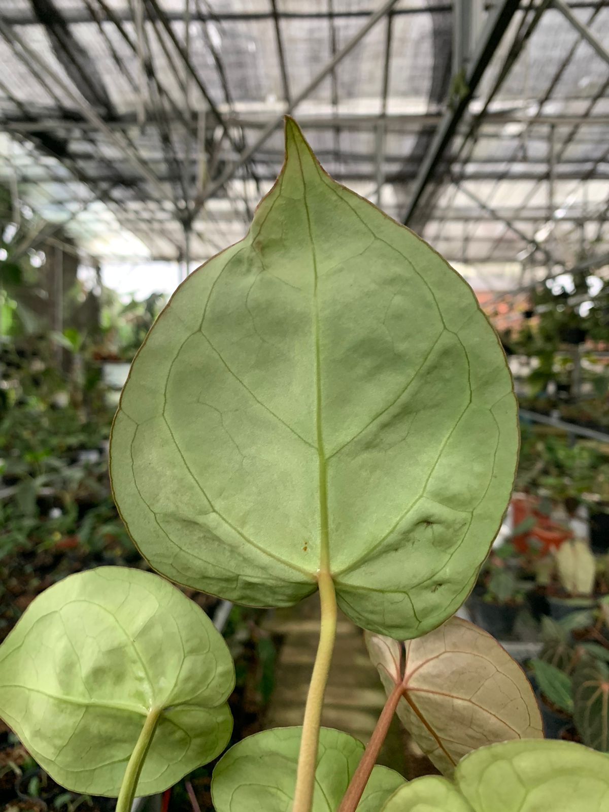 anthurium glabra Anthurium Magnificum x Crysatallinum