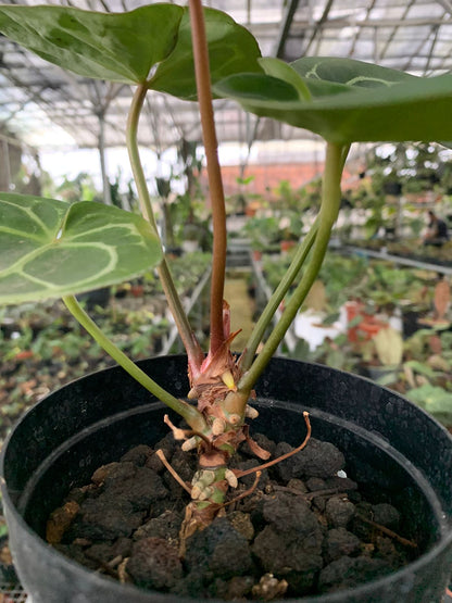 Anthurium Magnificum x Crysatallinum
