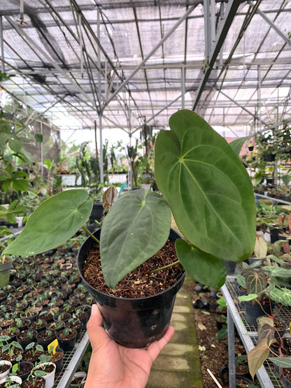 Anthurium Crystallinum x Dark Phoenix