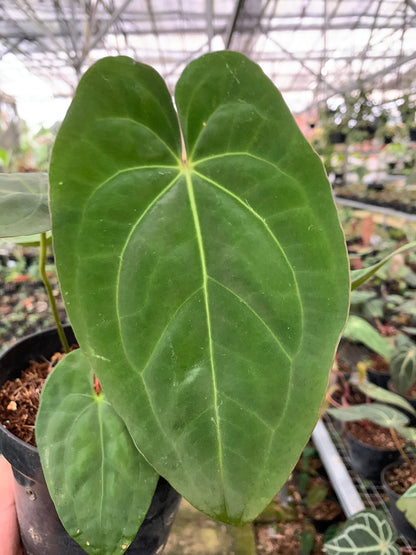 Anthurium Crystallinum x Dark Phoenix