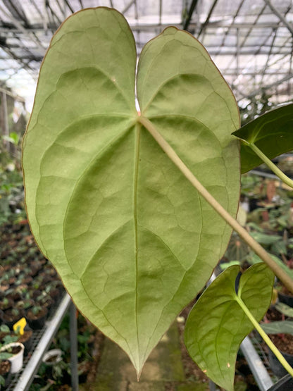 Anthurium Crystallinum x Dark Phoenix