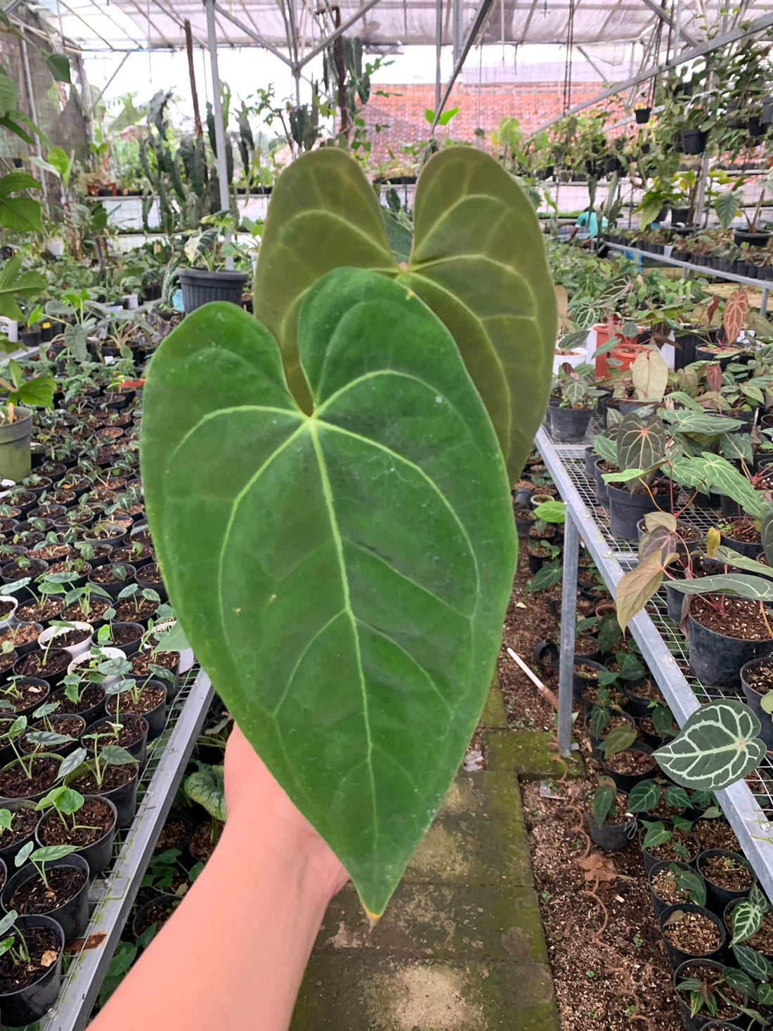 Anthurium Magnificum x Drak Phoenix Medium