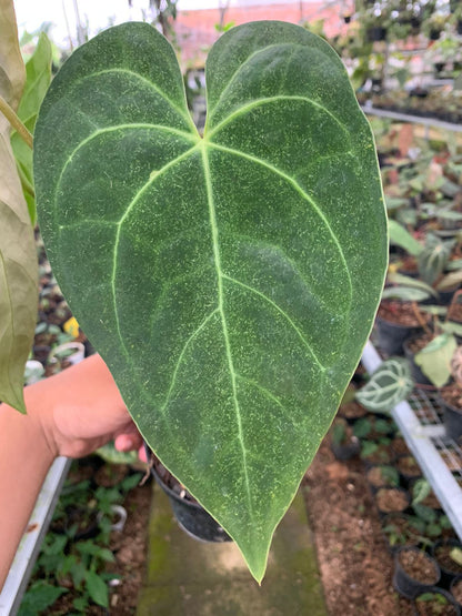 anthurium magnificum dark Anthurium Magnificum x Dark Phoenix Medium – Greenspaces.id