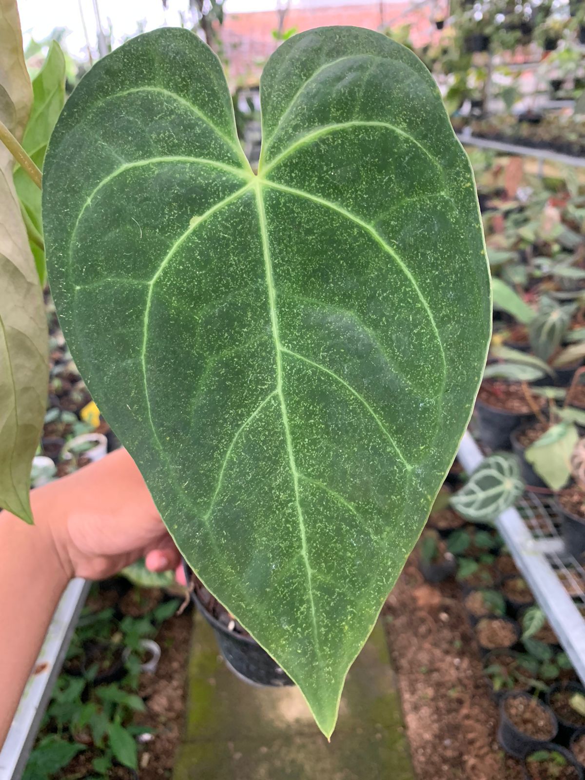 Anthurium Magnificum x Drak Phoenix Medium