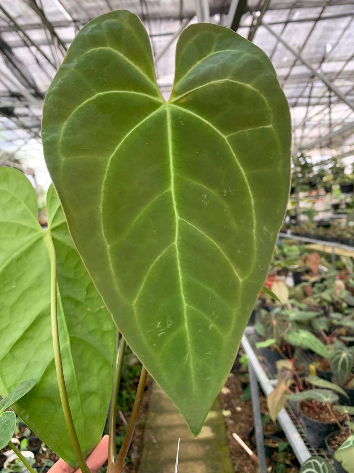 Anthurium Magnificum x Drak Phoenix Medium