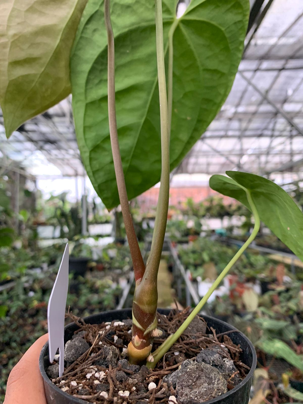 Anthurium Magnificum x Drak Phoenix Medium