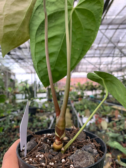 Anthurium Magnificum x Dark Phoenix Medium