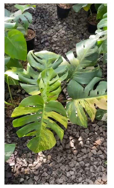 Monstera yellow variegated "Marmorata" (Realpict Jose 2)