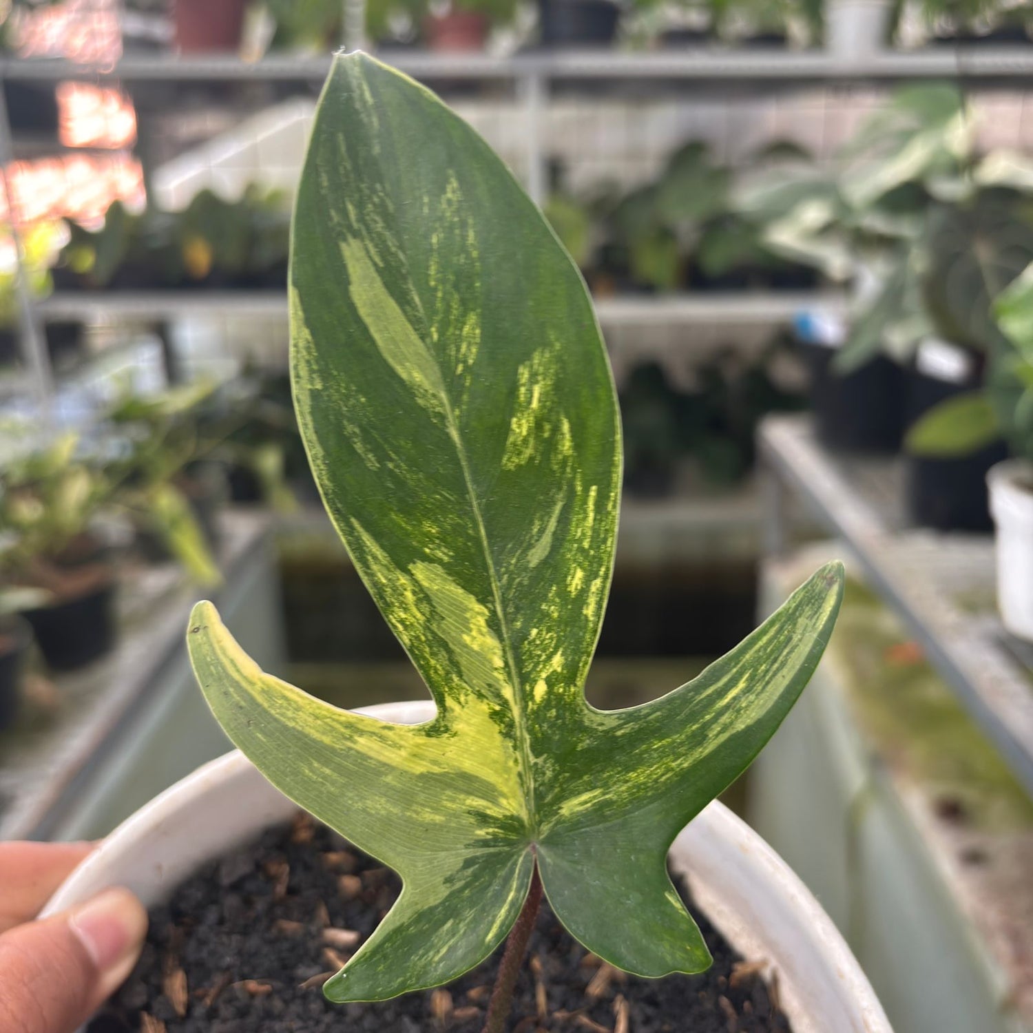 RP1-9 Philodendron Florida Beauty