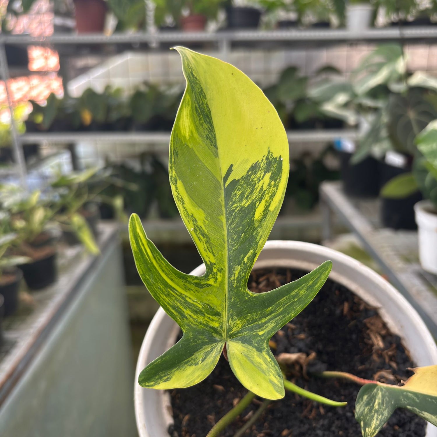 RP1-9 Philodendron Florida Beauty