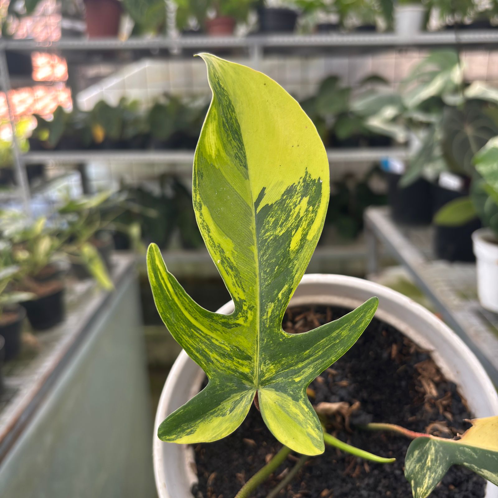 RP1-9 Philodendron Florida Beauty