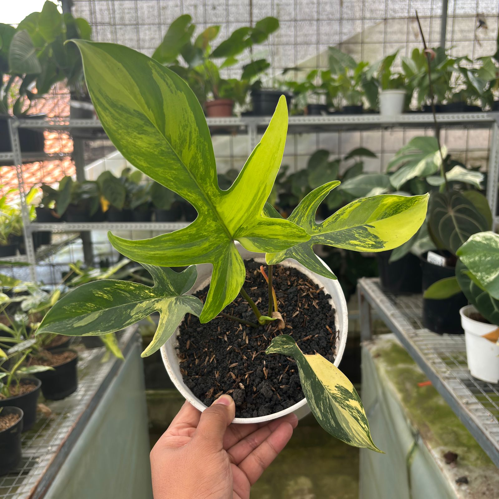 RP1-9 Philodendron Florida Beauty