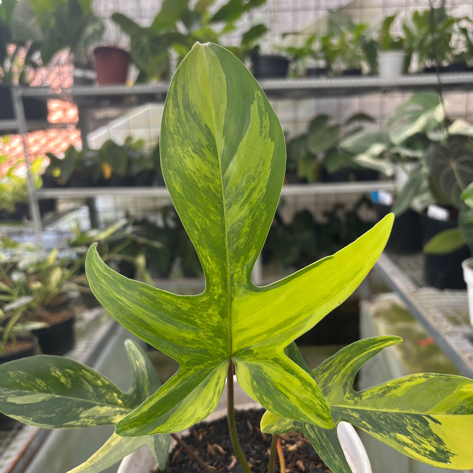 RP1-9 Philodendron Florida Beauty