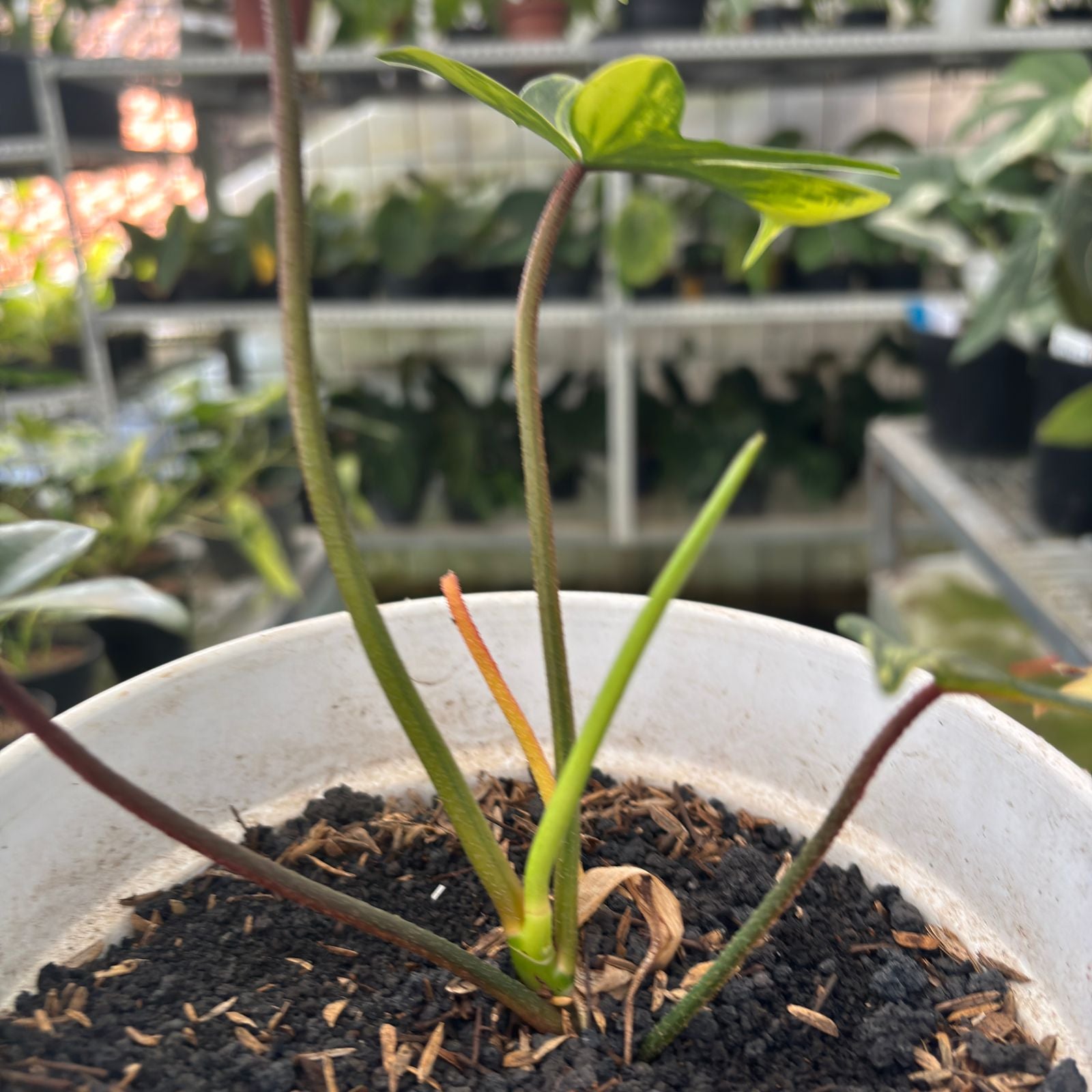 RP1-9 Philodendron Florida Beauty