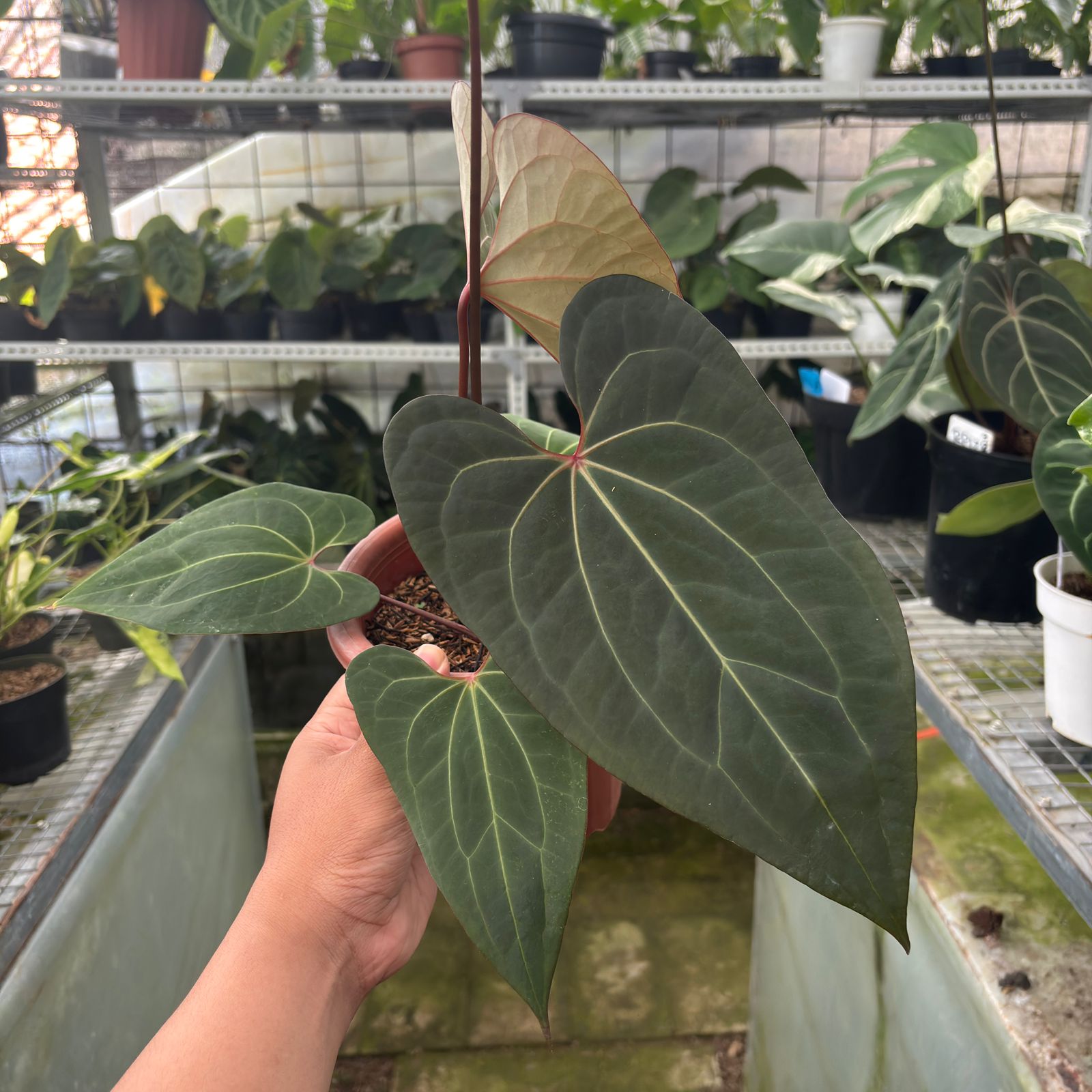 RP3-9 Anthurium Calgara