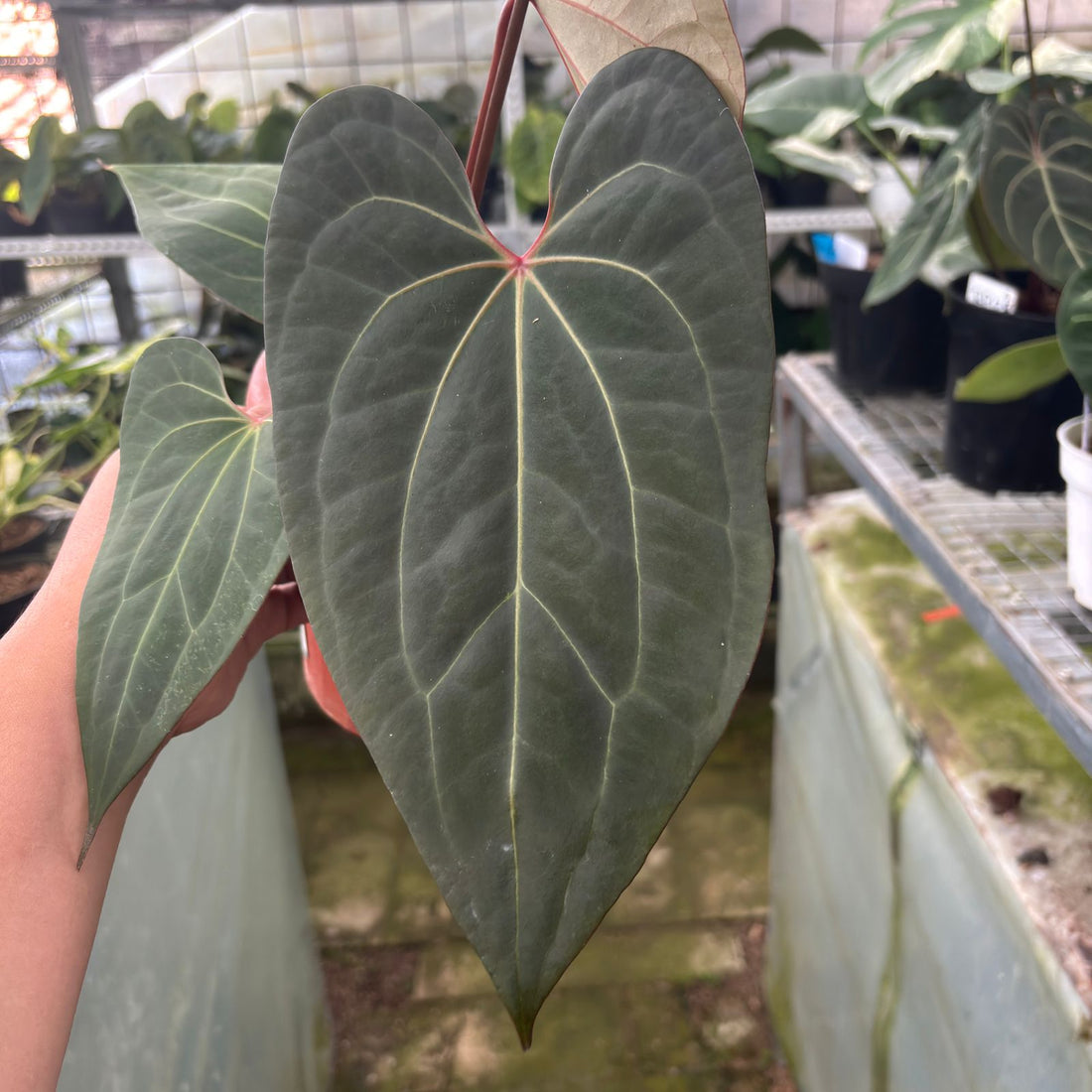 RP3-9 Anthurium Calgara