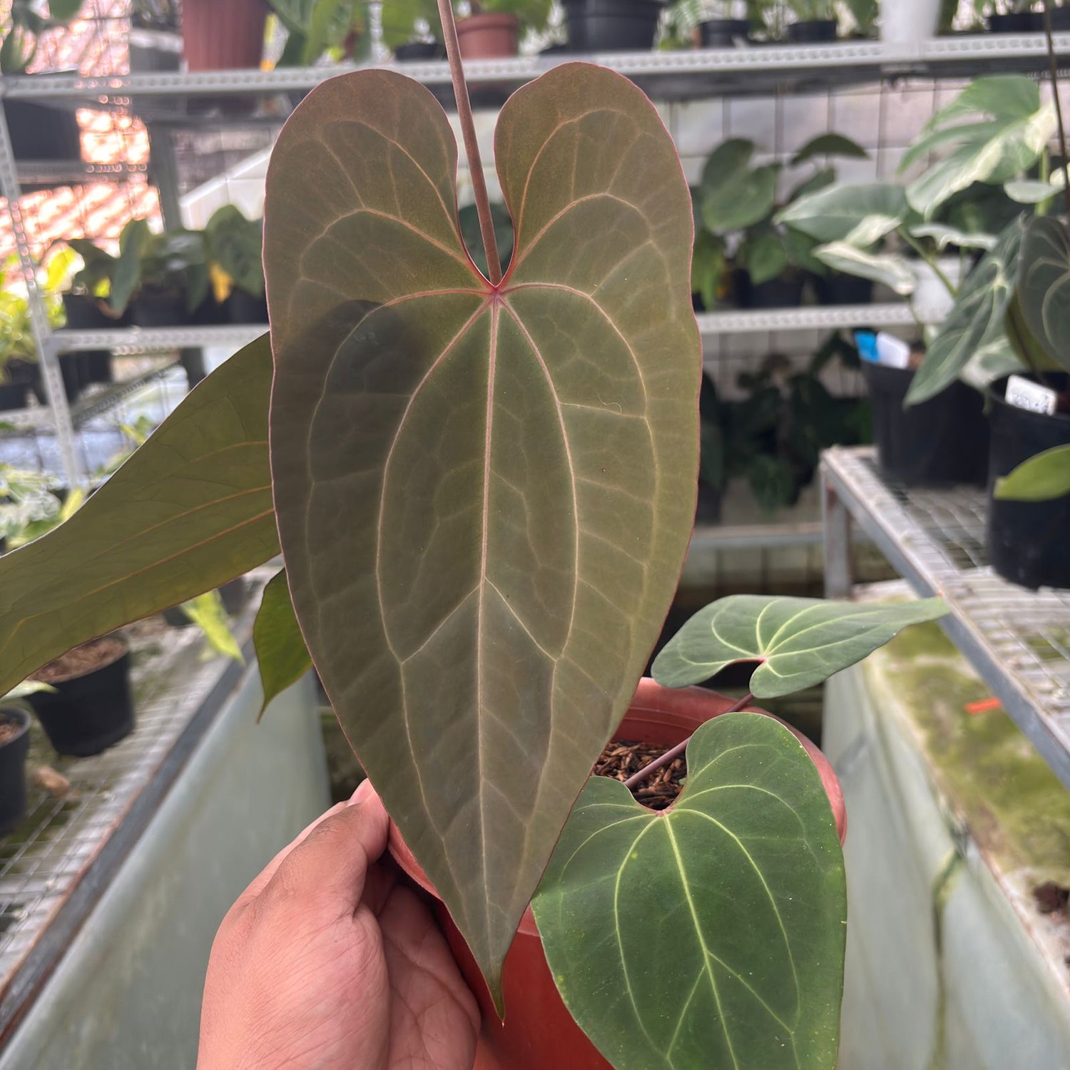 RP3-9 Anthurium Calgara