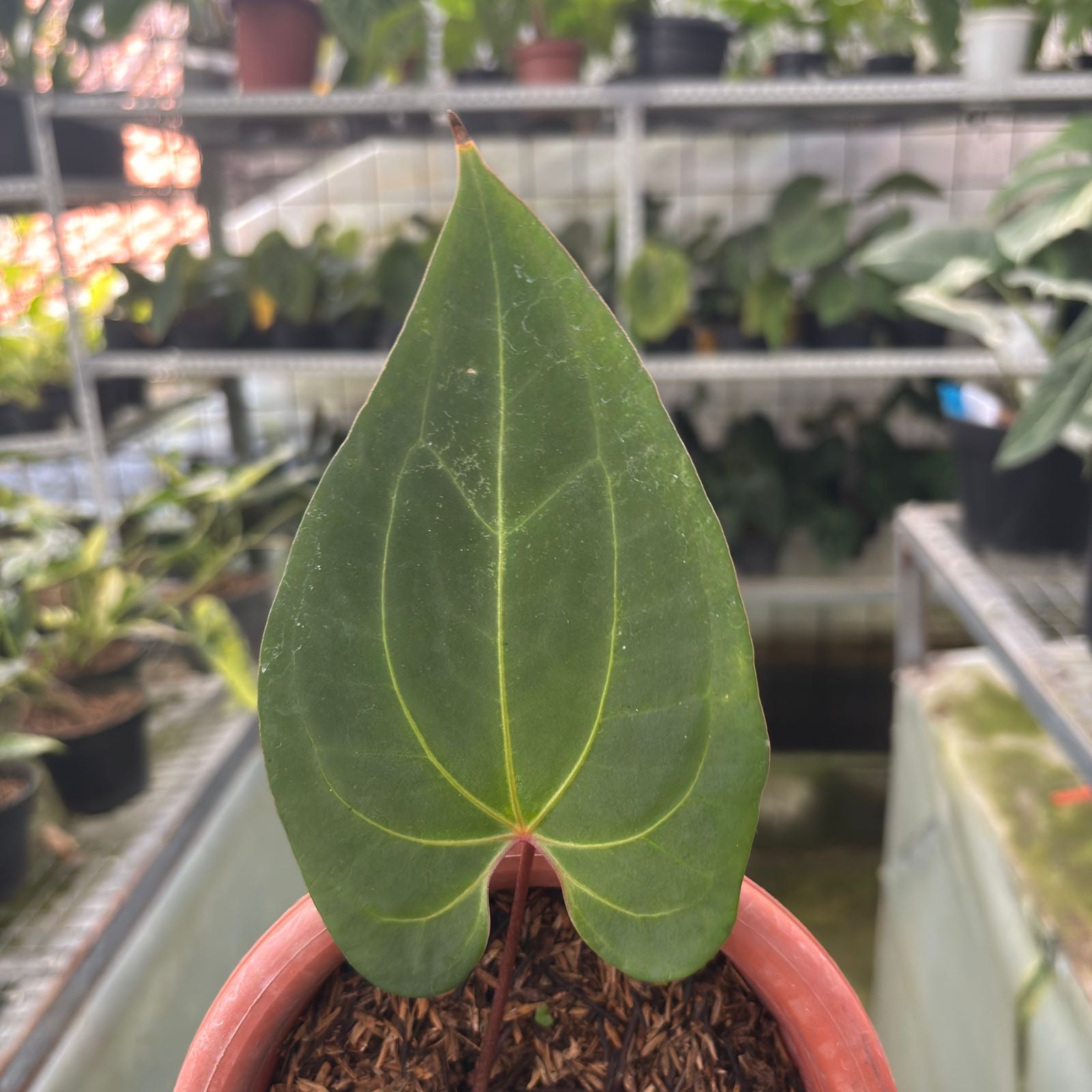 RP3-9 Anthurium Calgara