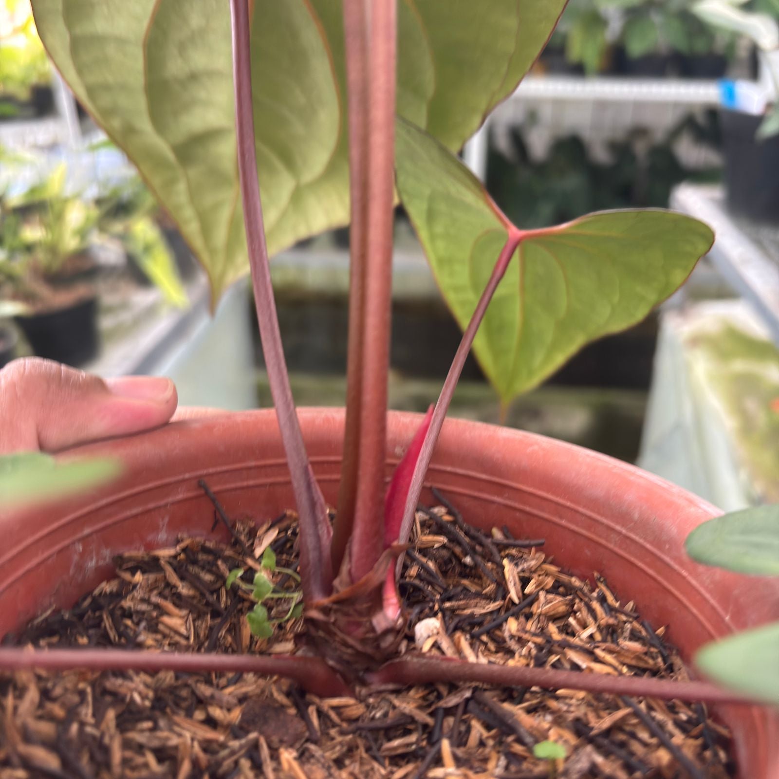 RP3-9 Anthurium Calgara