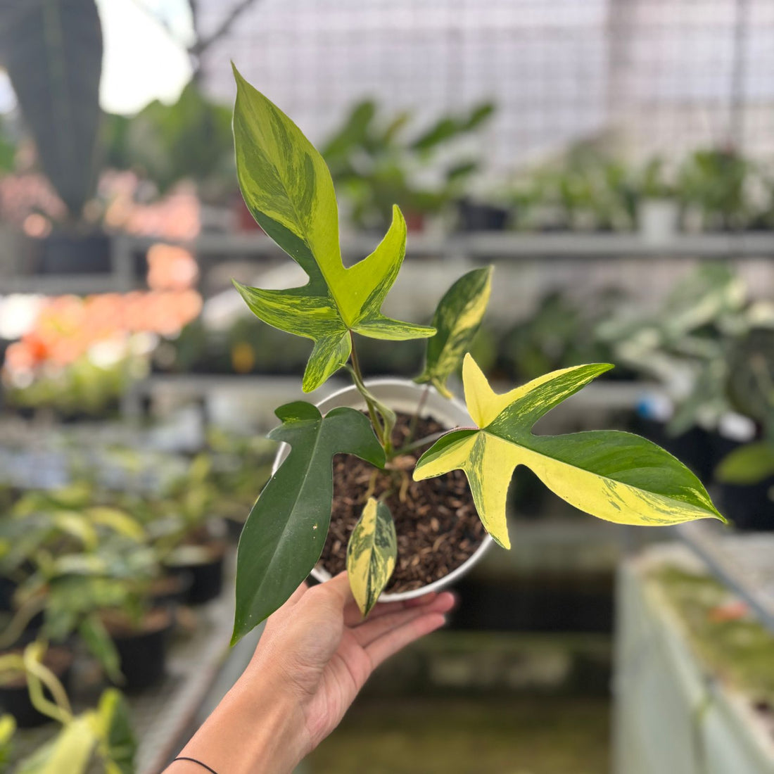 RP4-9 Philodendron Florida Beauty