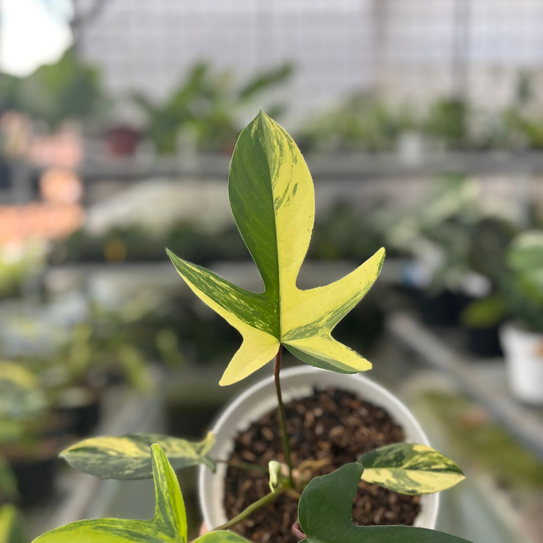 RP4-9 Philodendron Florida Beauty