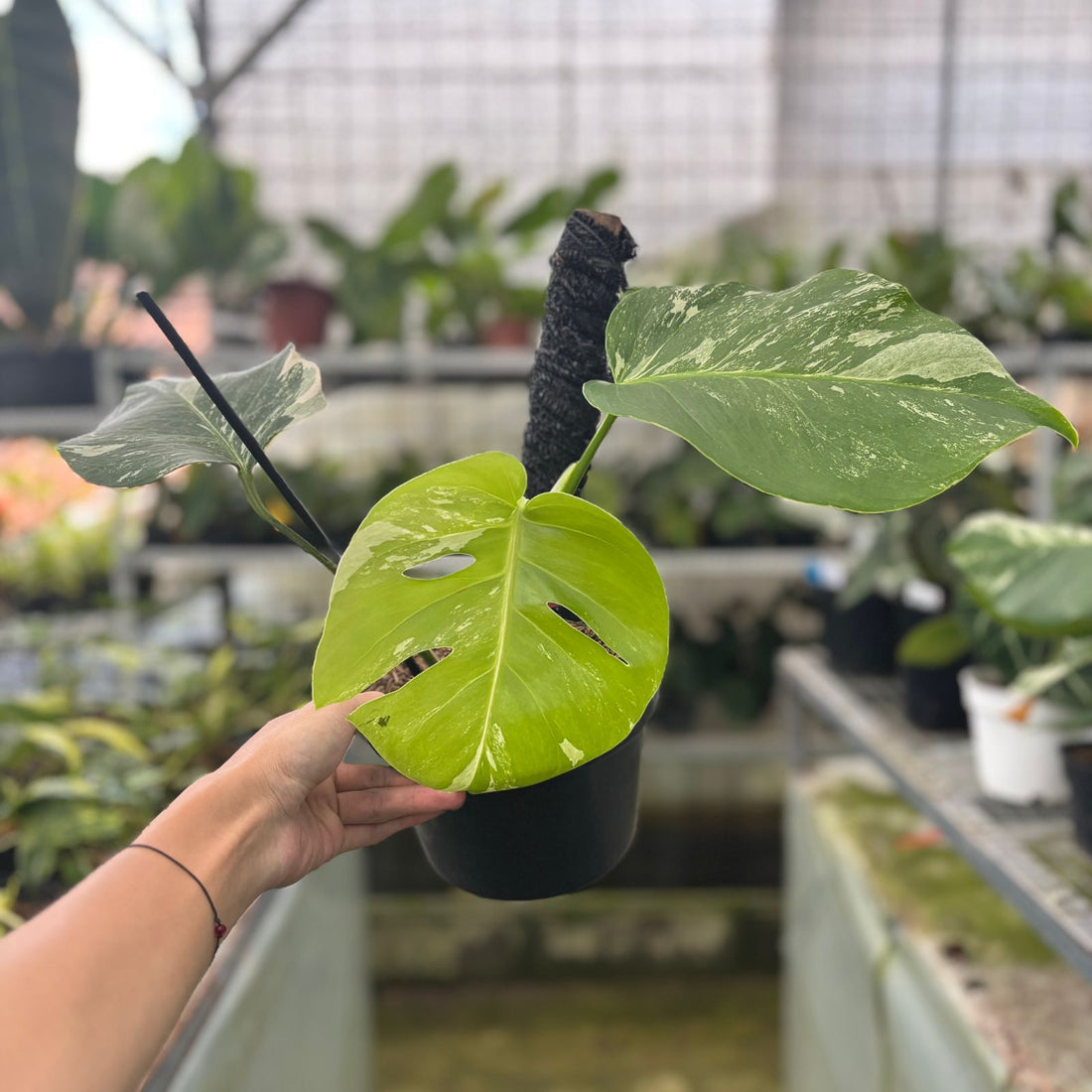 RP5-9 Monstera Albo Variegated
