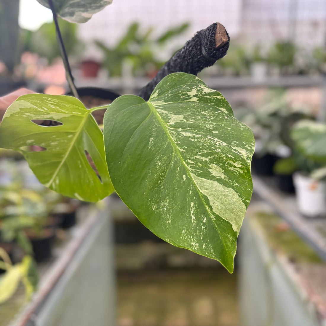RP5-9 Monstera Albo Variegated