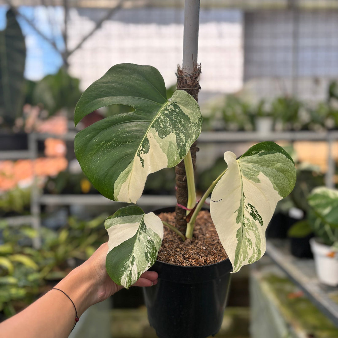 RP7-9 Monstera Albo Variegated