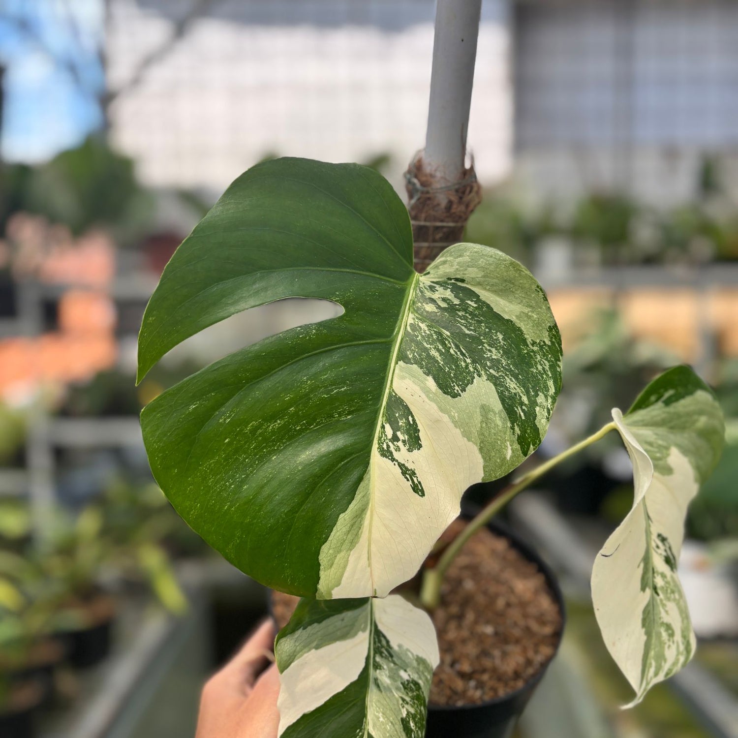 RP7-9 Monstera Albo Variegated